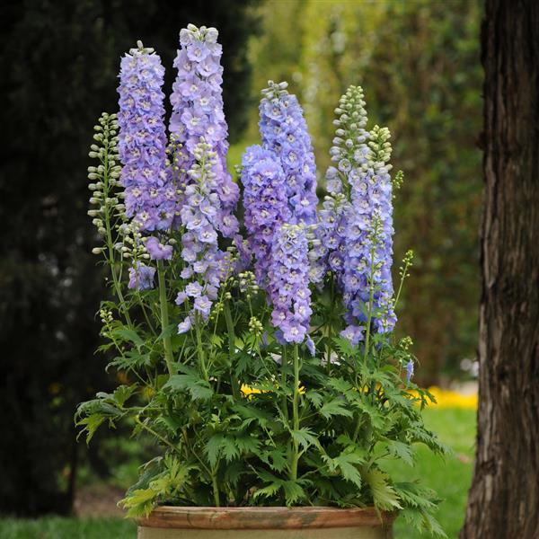 Delphinium Lavender Flower Seeds for Planting – Heirloom, Non-GMO, High Germination Organic Garden Seeds