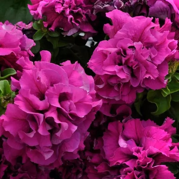 Burgundy Petunia Double Madness Flower Seeds for Planting | Heirloom Non-GMO High Germination Seeds
