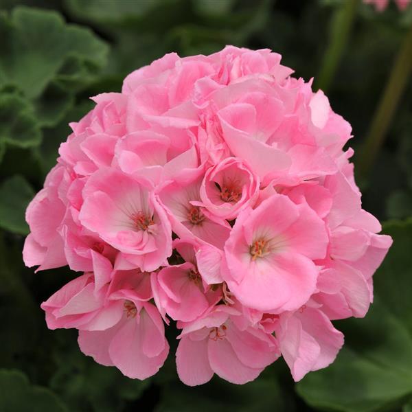Pale Pink Geranium Flower Seeds for Planting – Heirloom, Non-GMO, Perfect for Borders, High Germination