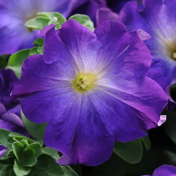 Blue Lime Green Petunia Flower Seeds for Planting – Heirloom Non-GMO, High Germination Organic Garden Seeds