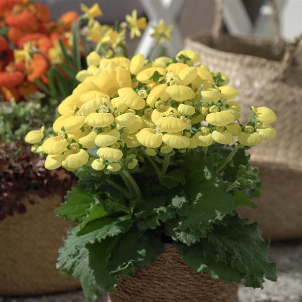 Light Yellow Calceolaria Flower Seeds for Planting – Heirloom Non-GMO, High Germination Organic Garden Seeds