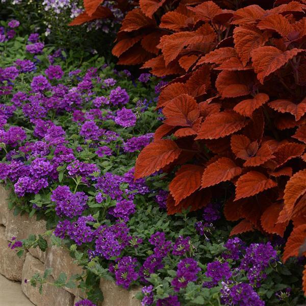 Dark Purple Verbena Flower Seeds for Planting | Heirloom Non-GMO High Germination
