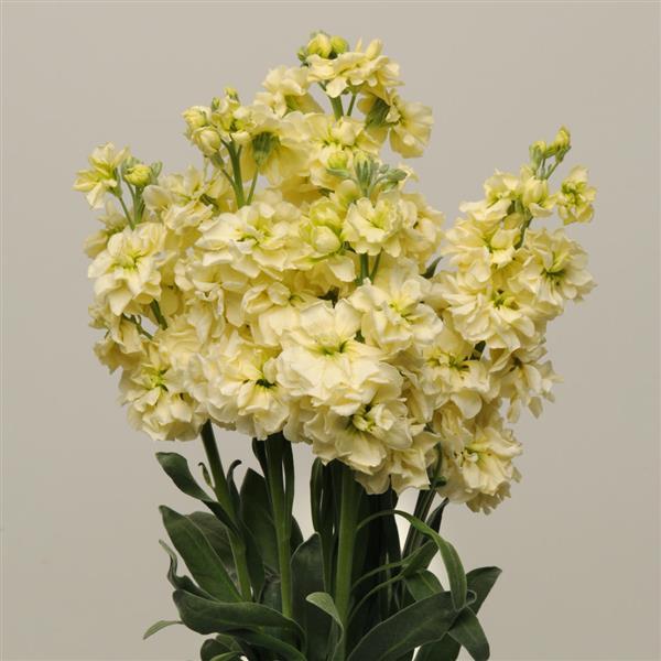 Light Yellow Matthiola Flower Seeds – Vibrant Colors, Heirloom &amp; Non-GMO Seeds for Home Garden