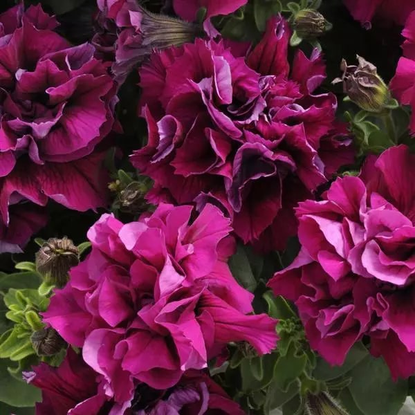Burgundy Petunia Double Madness Flower Seeds for Planting | Heirloom Non-GMO High Germination Seeds