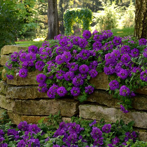 Dark Purple Verbena Flower Seeds for Planting | Heirloom Non-GMO High Germination