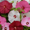 Mixed Luna Hibiscus Moscheutos Flower Seeds for Planting  - Hardy Swamp Rose Mallow for Garden & Wetlands, Easy to Grow Perennial