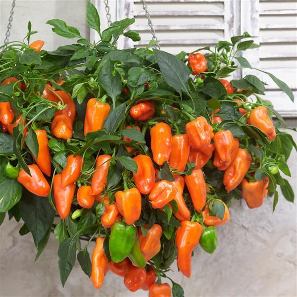 Orange Pepper Vegetable Seeds for Planting – Heirloom & Non-GMO Garden Seeds