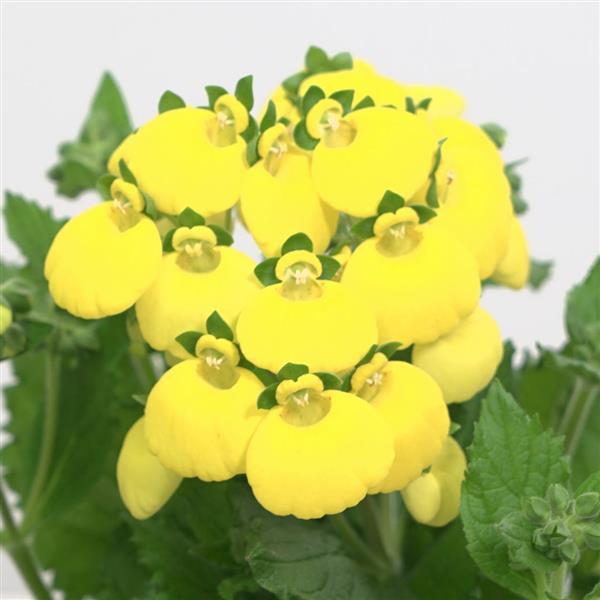 Light Yellow Calceolaria Flower Seeds for Planting – Heirloom Non-GMO, High Germination Organic Garden Seeds
