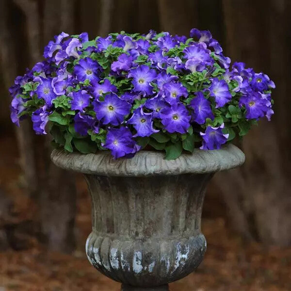 Blue Lime Green Petunia Flower Seeds for Planting – Heirloom Non-GMO, High Germination Organic Garden Seeds