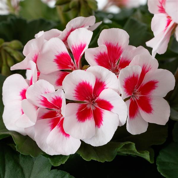 White & Red Geranium Flower Seeds for Planting – Heirloom Non-GMO High Germination Seeds