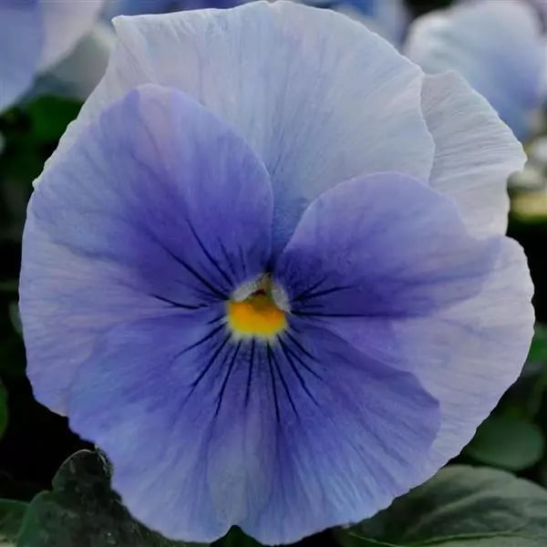 Pansy Flower Seeds for Planting Blue Mix – Pollinator Friendly, Heirloom, Non-GMO, High Germination Organic Seeds