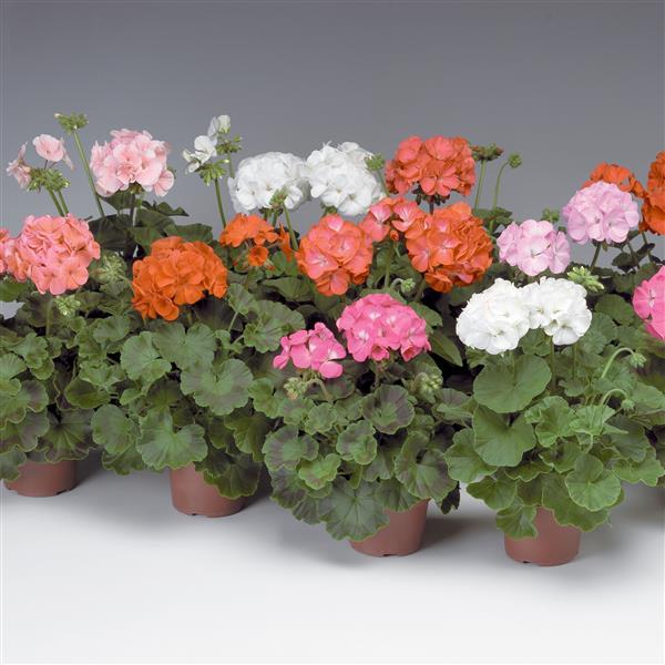 Rose Mix Geranium Flower Seeds for Planting – Heirloom, Non-GMO, High Germination Organic Garden Seeds