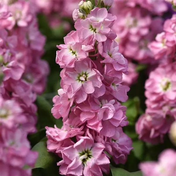 Pink Matthiola Incana Flower Seeds for Planting – Shade Tolerant, Heirloom, Non-GMO, High Germination