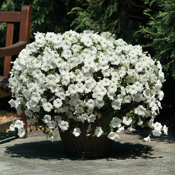 White Petunia Wave Flower Seeds for Planting – Heirloom, Non-GMO, High Germination Organic Garden Seeds