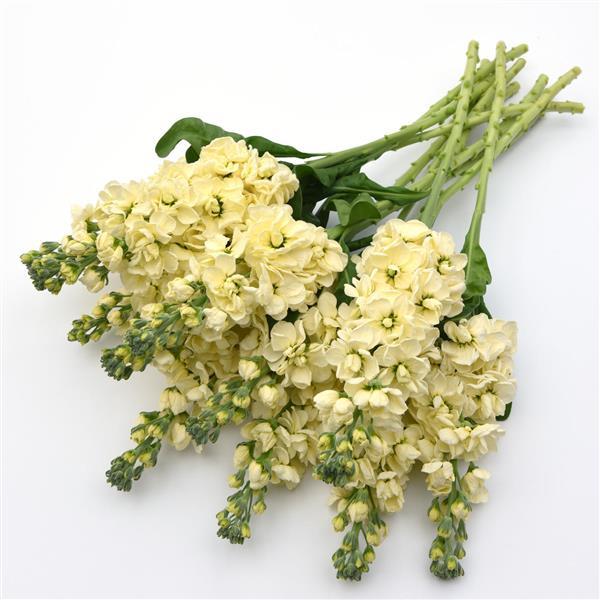 Light Yellow Matthiola Flower Seeds – Vibrant Colors, Heirloom &amp; Non-GMO Seeds for Home Garden