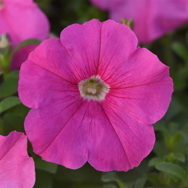 Cerise Pink Petunia Flower Seeds for Planting – Heirloom, Non-GMO, High Germination Organic Garden Seeds