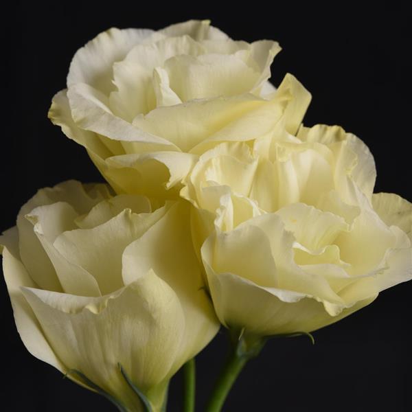 Light Yellow Eustoma Lisianthus Flower Seeds for Planting – Heirloom, Non-GMO, High Germination Organic Garden Seeds