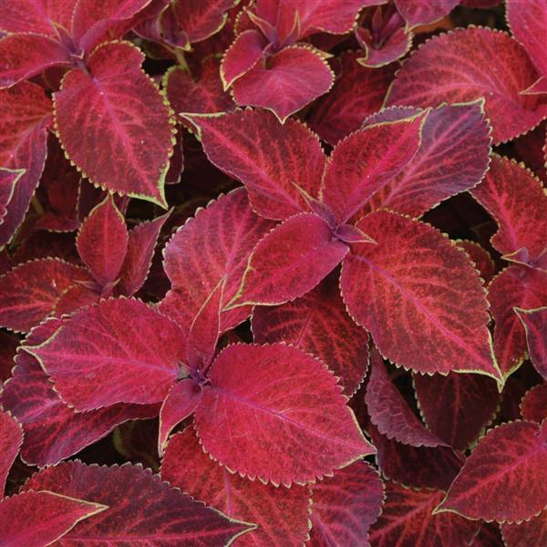 Deep Red Dragon Coleus Seeds for Planting – Heirloom, Non-GMO, Colorful Display, High Germination