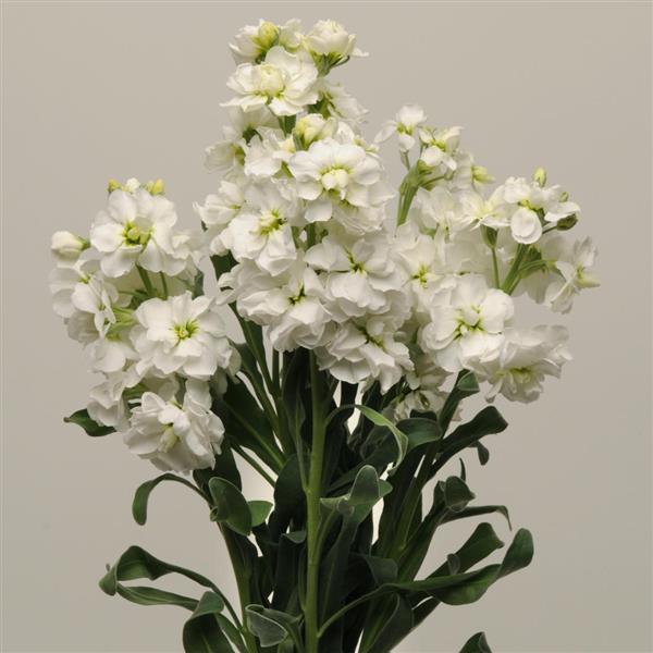 White Mini Matthiola Incana Flower Seeds for Planting – Heirloom, Non-GMO, High Germination Garden Seeds