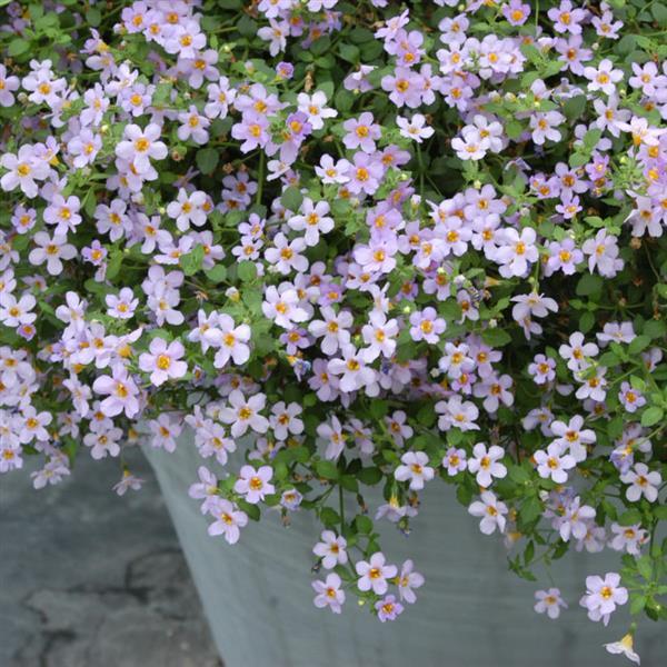 Bacopa Blutopia Flower Seeds for Planting – Heirloom Non-GMO, High Germination Organic Garden Seeds