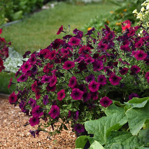 Burgundy Petunia Flower Seeds for Planting – Heirloom, Non-GMO, Shade Tolerant Organic Garden Seeds