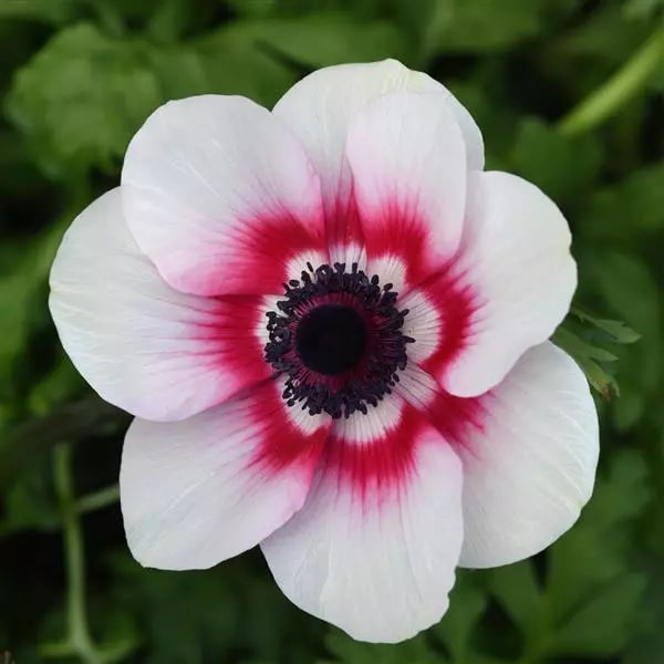 Bicolor Flower Seeds for Planting – Drought Tolerant Heirloom Non-GMO Seeds for Home Garden