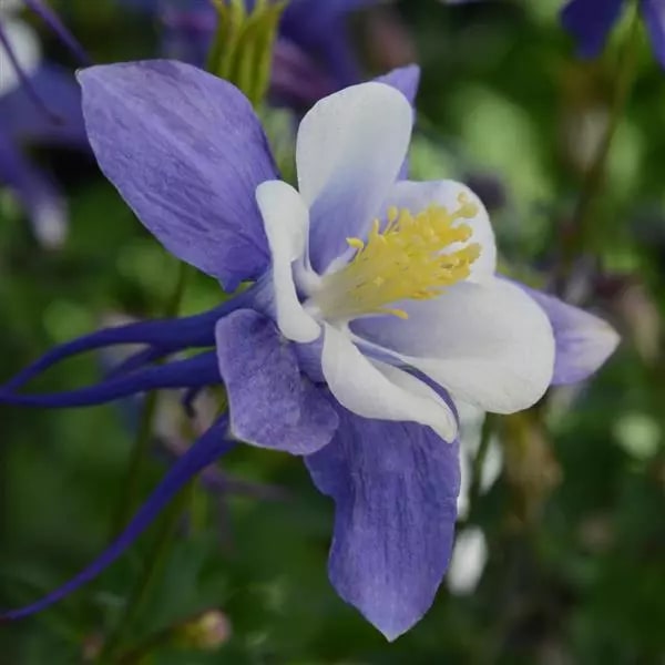 Blue White Aquilegia Flower Seeds for Planting – Bright Blooms, Heirloom & Non-GMO Organic Garden Seeds