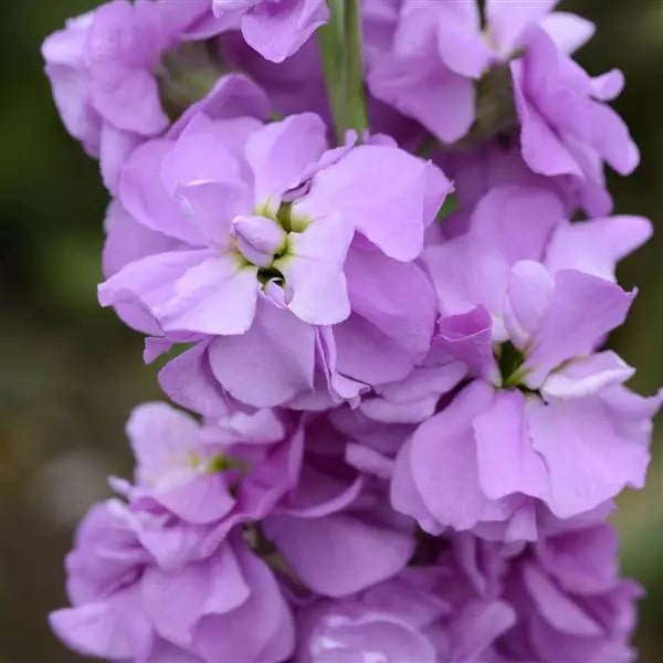 Purple Mini Matthiola Flower Seeds for Planting – Heirloom, Non-GMO, High Germination Garden Seeds