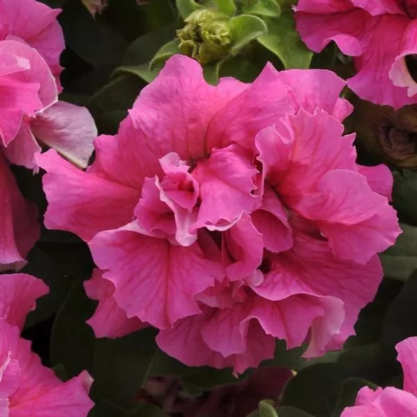 Pink Double Petunia Flower Seeds for Planting – Heirloom, Non-GMO, High Germination Garden Seeds
