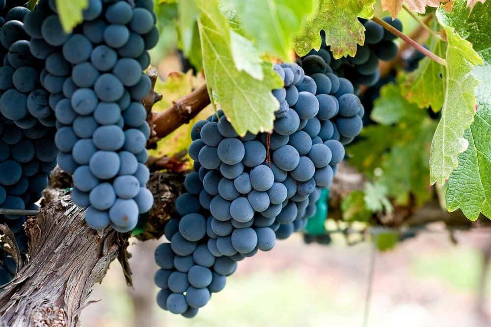 Black Corinth Grape Fruit Seeds for Planting – Heirloom, Non-GMO Sweet Tangy Garden Vine Seeds