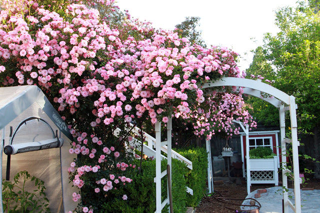 Light Pink Climbing Rose Flower Seeds for Planting – Heirloom Non-GMO, High Germination Organic Garden Seeds