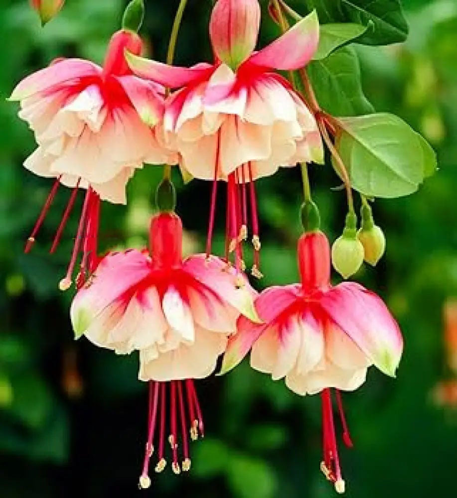 Light Yellow Red Fuchsia Flower Seeds for Planting, Heirloom Non-GMO High Germination Organic Garden Seeds