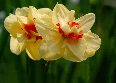 Yellow Red Double Petals Narcissus Daffodil Flower Seeds for Planting – Heirloom, Non-GMO, High Germination
