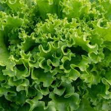 Green Lettuce Seeds for Planting – Heirloom, Non-GMO, Crisp Organic Garden Seeds for Healthy Leafy Greens