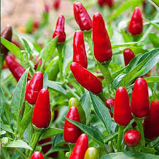 Guam Boonie Vegetable Seeds for Planting – Heirloom Non-GMO Organic Garden Seeds – Tropical Bold Peppers, High Germination