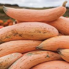 Candy Roaster Vegetable Seeds for Planting – Heirloom, Non-GMO, High Germination Organic Garden Seeds