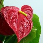 Anthurium Flower Seeds for Planting – Easy to Grow, Heirloom, Non-GMO & Organic Garden Seeds