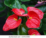 Anthurium Flower Seeds for Planting – Easy to Grow, Heirloom, Non-GMO & Organic Garden Seeds