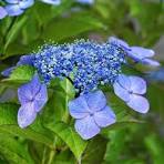 Hydrangea Flower Seeds for Planting – Hardy Variety, Heirloom, Non-GMO & Organic Garden Seeds