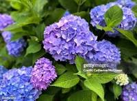 Hydrangea Flower Seeds for Planting – Hardy Variety, Heirloom, Non-GMO & Organic Garden Seeds