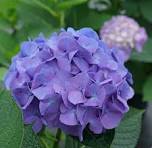 Hydrangea Flower Seeds for Planting – Hardy Variety, Heirloom, Non-GMO & Organic Garden Seeds