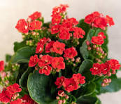 Kalanchoe Flower Seeds for Planting – Perfect for Borders, Heirloom, Non-GMO & Organic Garden Seeds
