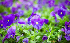 Blaukissen Flower Seeds for Planting – Long Bloom Season, Heirloom, Non-GMO & Organic Garden Seeds