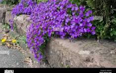 Blaukissen Flower Seeds for Planting – Long Bloom Season, Heirloom, Non-GMO & Organic Garden Seeds