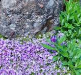 Blaukissen Flower Seeds for Planting – Long Bloom Season, Heirloom, Non-GMO & Organic Garden Seeds