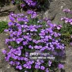 Blaukissen Flower Seeds for Planting – Long Bloom Season, Heirloom, Non-GMO & Organic Garden Seeds