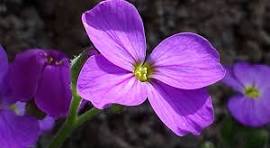 Blaukissen Flower Seeds for Planting – Long Bloom Season, Heirloom, Non-GMO & Organic Garden Seeds