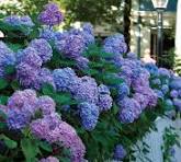 Hydrangea Flower Seeds for Planting – Compact Growth, Heirloom, Non-GMO & Organic Garden Seeds