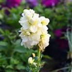 White Matthiola Incana Flower Seeds for Planting – Pollinator Friendly, Heirloom, Non-GMO & Organic Garden Seeds