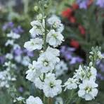 White Matthiola Incana Flower Seeds for Planting – Pollinator Friendly, Heirloom, Non-GMO & Organic Garden Seeds